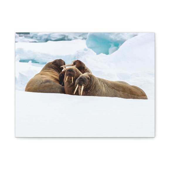 Walrus Group Walrus Troop Print Animal Wall Art Wildlife Canvas Prints Wall Art